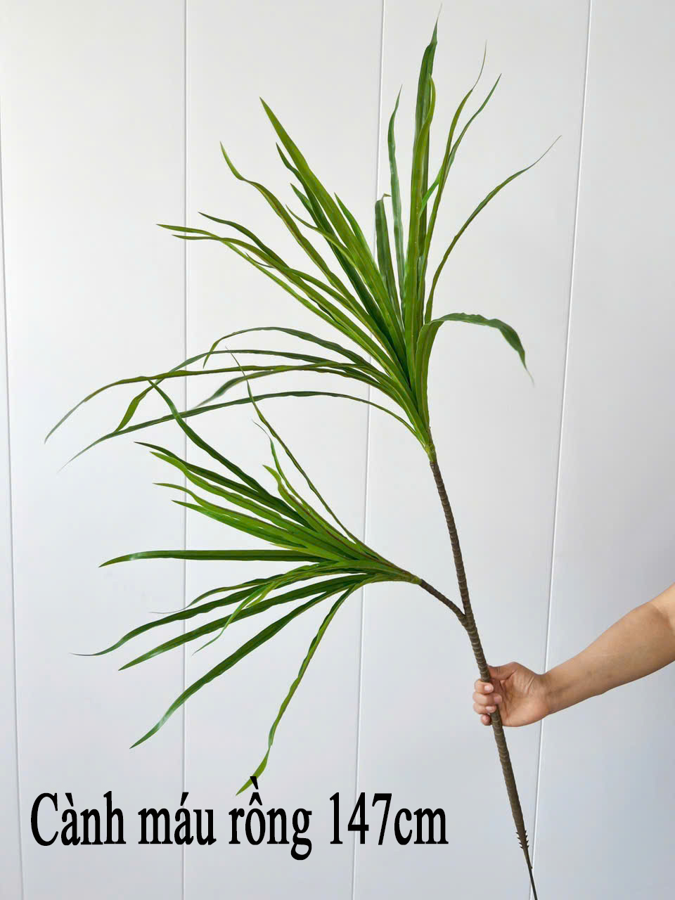 Cành máu rồng giả