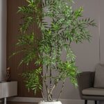 Cây hoàng liên nhiều nhánh giả