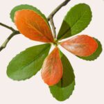 Cây hải đào giả cao cấp