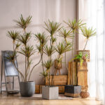 Cây huyết rồng giả