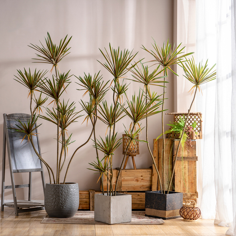 Cây huyết rồng giả