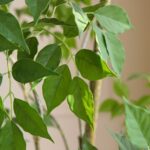 Cây Hạnh Phúc giả trang trí nhà cửa