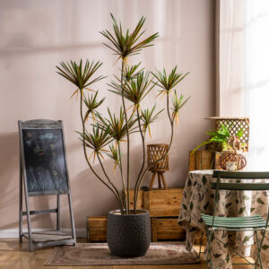 Cây huyết rồng giả