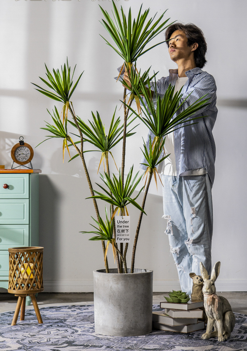 Cây huyết rồng giả