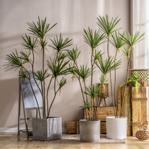 Cây huyết rồng giả