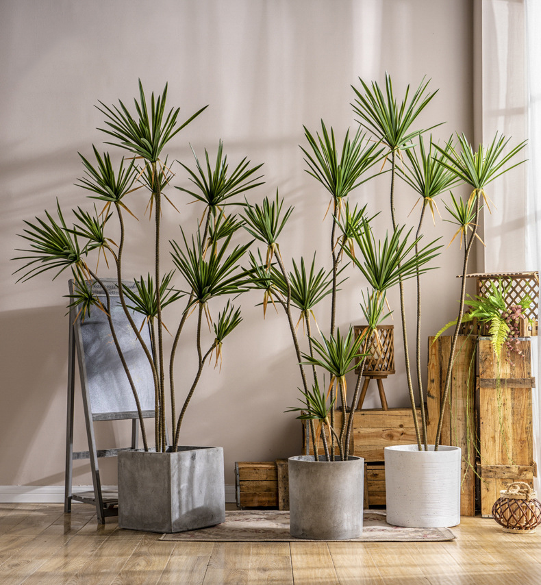 Cây huyết rồng giả Cây huyết rồng giả