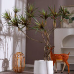 Cây huyết rồng giả