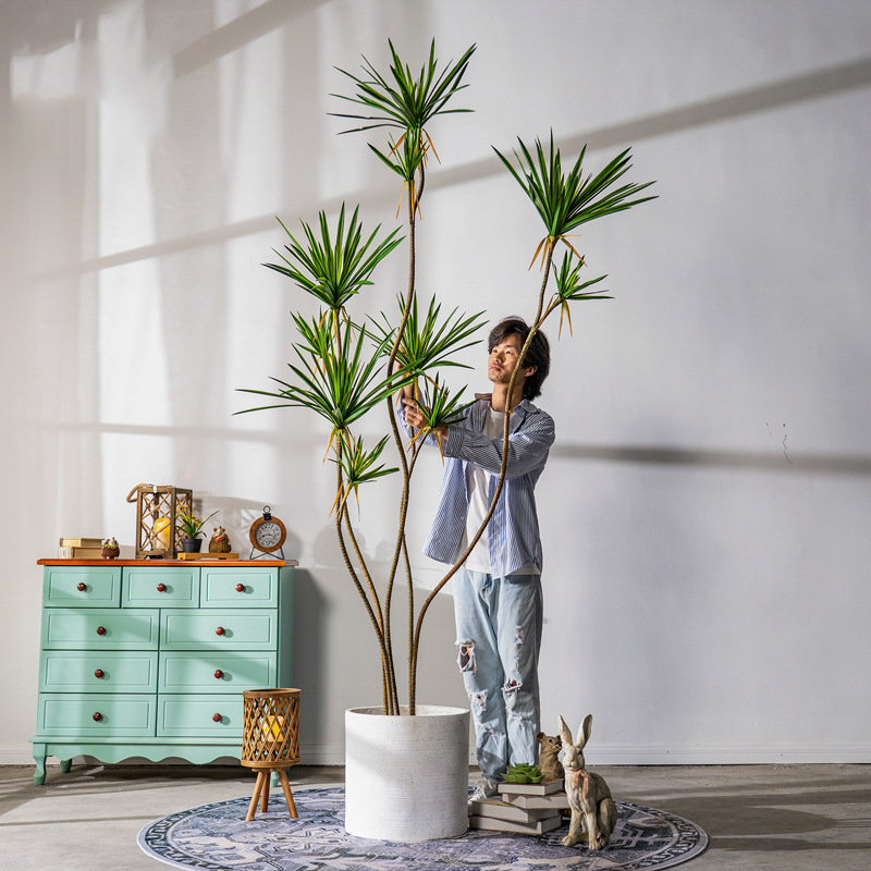 Cây huyết rồng giả