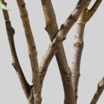 Cây hoàng liên nhiều nhánh giả