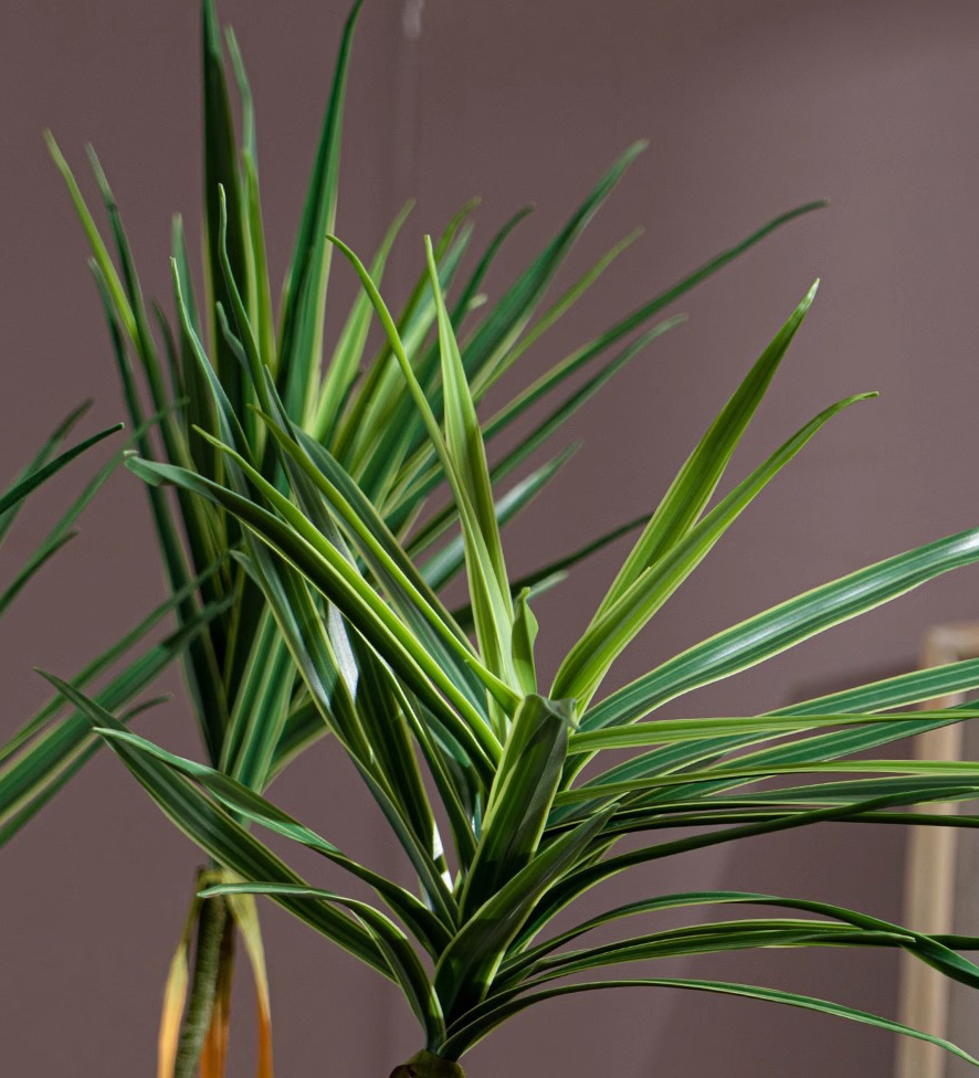 Cây huyết rồng giả