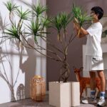 Cây huyết rồng giả