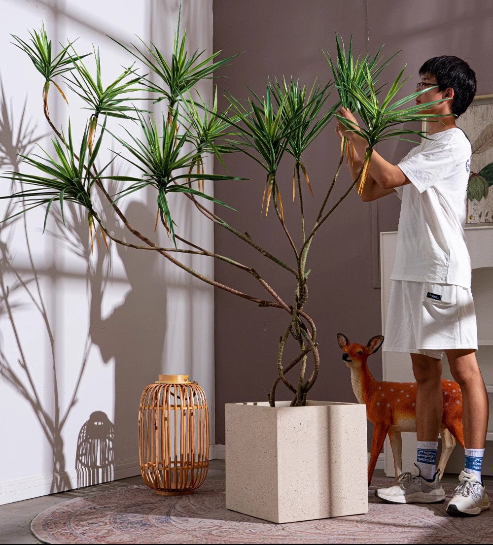 Cây huyết rồng giả