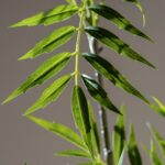 Cây hoàng liên nhiều nhánh giả