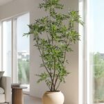 Vị trí đặt cây thoáng gió giúp hạn chế đọng hơi ẩm ở tán lá