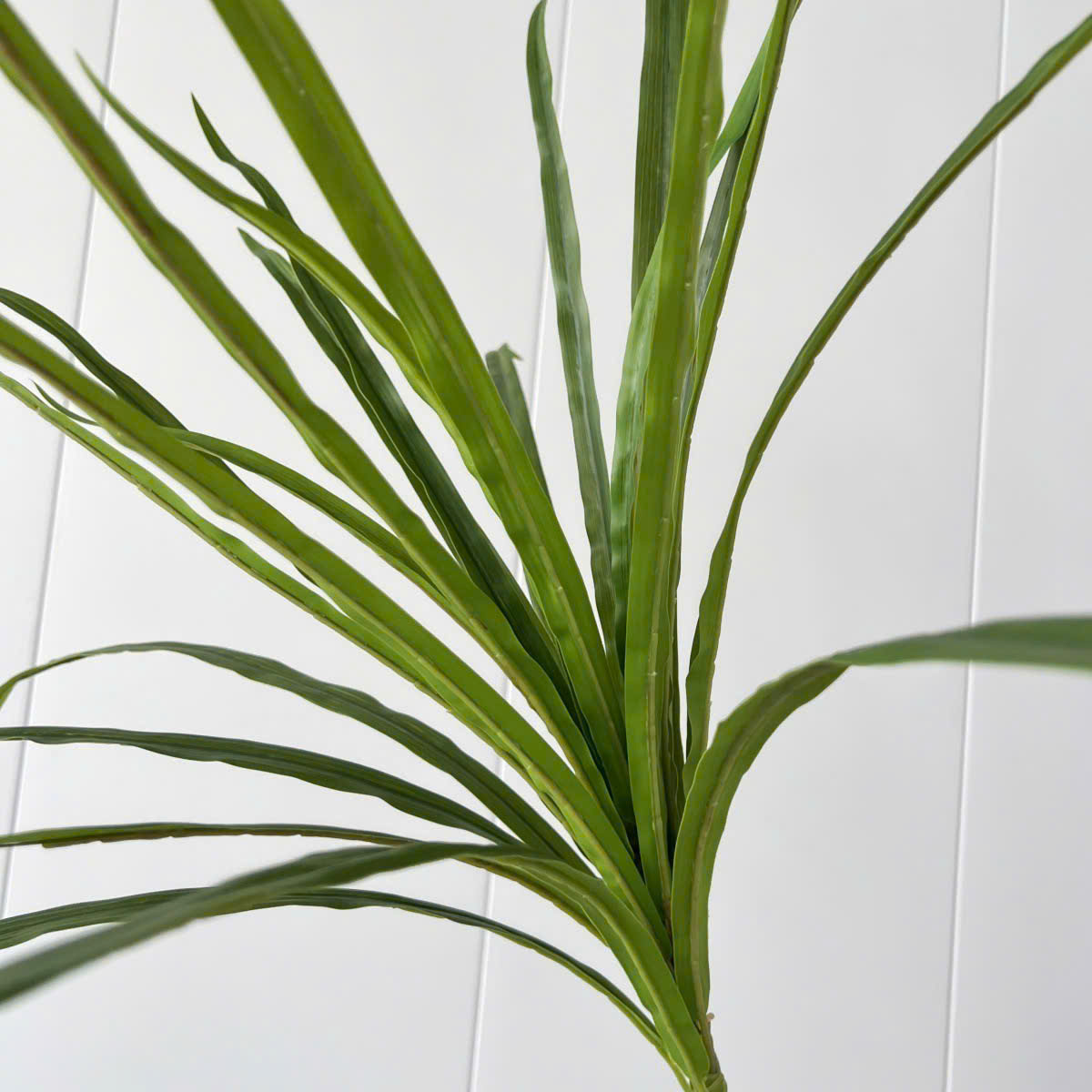 Cành máu rồng giả