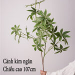 Cành kim ngân giả