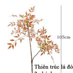 Cành thiên trúc giả