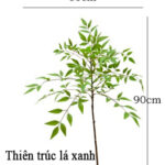 Cành thiên trúc giả