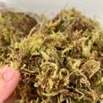 Rêu khô trang trí cây và tiểu cảnh