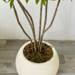 Rêu khô trang trí cây và tiểu cảnh