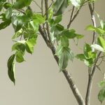 Cây si giả trang trí