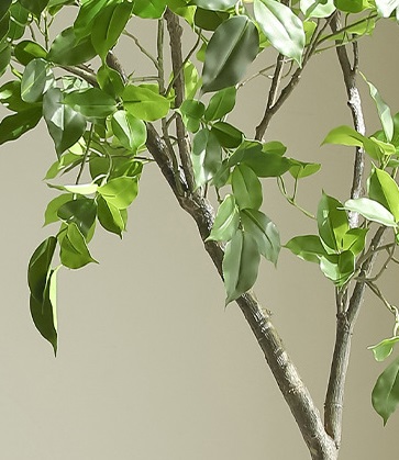 Cây si giả trang trí