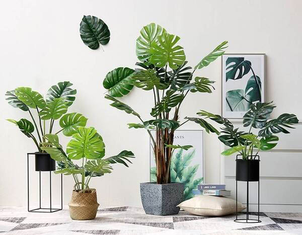 Cây trầu bà nam mỹ cao cấp