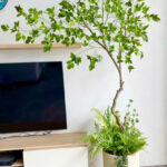 Cây si giả trang trí